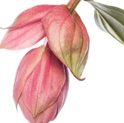 Intratuin Medinille (Medinilla magnifica) D 17 H 50 cm| Blühende Zimmerpflanzen|Medinille