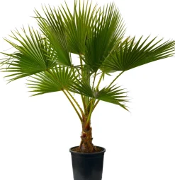 Intratuin Mexikanische Washingtonpalme (Washingtonia robusta) D 24 H 120 cm| Palmen