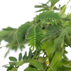 Intratuin Mimose (Mimosa pudica) D 9 H 13 cm| Kleine Zimmerpflanzen|Grünpflanzen