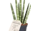 Intratuin Mini Bogenhanf (Sansevieria cylindrica 'Rocket') D 6 H 25 cm| Für Sonne|Luftreinigende Pflanzen