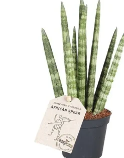 Intratuin Mini Bogenhanf (Sansevieria cylindrica 'Rocket') D 6 H 25 cm| Für Sonne|Luftreinigende Pflanzen