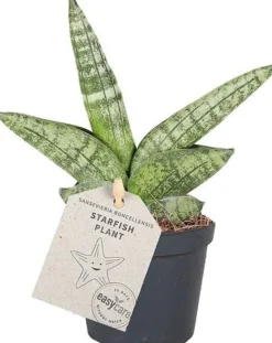 Intratuin Mini Bogenhanf (Sansevieria cylindrica 'Boncel') D 6 H 20 cm| Kleine Zimmerpflanzen|Für Sonne