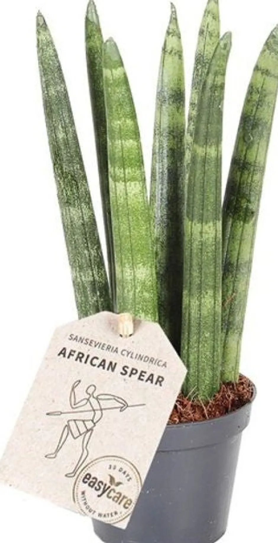 Intratuin Mini Bogenhanf (Sansevieria cylindrica 'Straight') D 6 H 25 cm| Kleine Zimmerpflanzen|Für Sonne