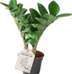 Intratuin Mini Glücksfeder (Zamioculcas zamiifolia 'Zenzi') D 6 H 18 cm| Kleine Zimmerpflanzen|Für Sonne