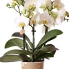 Intratuin Mini Orchidee (Phalaenopsis kolibri 'Lausanne') D 9 H 40 cm| Blühende Zimmerpflanzen|Orchideen