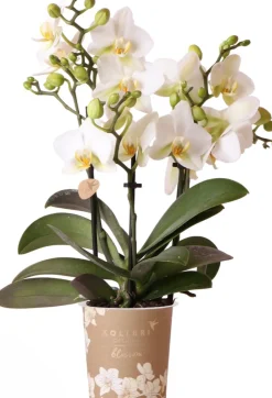 Intratuin Mini Orchidee (Phalaenopsis kolibri 'Lausanne') D 9 H 40 cm| Blühende Zimmerpflanzen|Orchideen