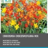 Intratuin Montbretie (Crocosmia) Blumenzwiebeln gemischt 40 St.| Blumenzwiebeln|Sommer-Blüher