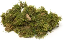 Intratuin Moos getrocknet 50 g grün| Weihnachts- & Adventsdeko