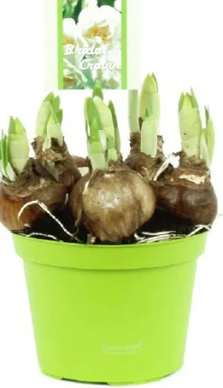 Intratuin Narzisse (Narcissus 'Bridal Crown') D 12 H 15 cm| Kleine Zimmerpflanzen|Blühende Zimmerpflanzen