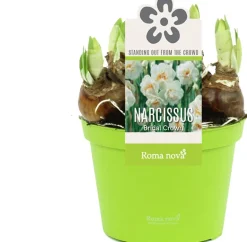 Intratuin Narzisse  (Narcissus 'Bridal Crown') D 12 H 14 cm| Kleine Zimmerpflanzen|Blühende Zimmerpflanzen
