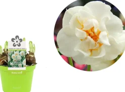 Intratuin Narzisse  (Narcissus 'Bridal Crown') D 12 H 14 cm| Kleine Zimmerpflanzen|Blühende Zimmerpflanzen