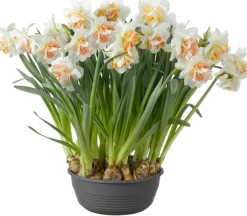 Intratuin Narzissen-Schale (Narzissesus) D 27 H 25 cm| Kleine Zimmerpflanzen|Blühende Zimmerpflanzen