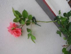 Intratuin Nature Kabelbinder für Kletterpflanzen D 25-45 mm 6 St.| Rankhilfen|Bindematerial