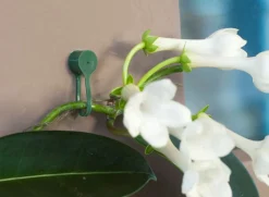 Intratuin Nature Pflanzenklammern grün D 15 mm 15 St.| Rankhilfen|Bindematerial