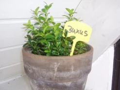 Intratuin Nature Pflanzenschilder 12,5 cm gelb 10 St.| Pflanzenschilder