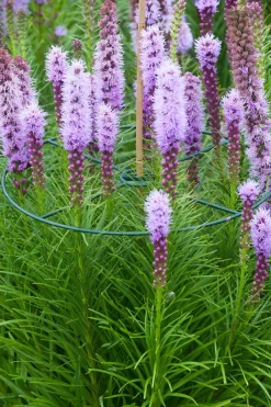 Intratuin Nature Pflanzenstützen D 40 cm 3 St.| Rankhilfen|Pflanzenstützen