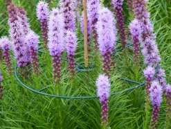 Intratuin Nature Pflanzenstützen D 40 cm 3 St.| Rankhilfen|Pflanzenstützen