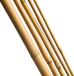 Intratuin Nature Pflanzstab Bambus H 60 cm D 6-8 mm 10 St.| Rankhilfen|Pflanzstäbe