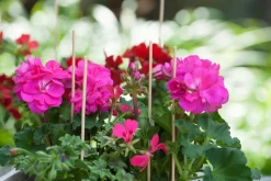 Intratuin Nature Pflanzstab Bambus H 40 cm 15 St.| Rankhilfen|Pflanzstäbe