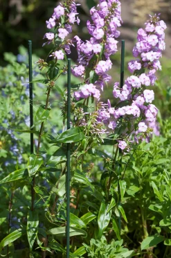 Intratuin Nature Pflanzstab Metall H 150 cm D 11mm| Rankhilfen|Pflanzstäbe