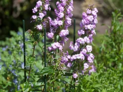 Intratuin Nature Pflanzstab Metall H 150 cm D 11mm| Rankhilfen|Pflanzstäbe