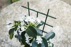 Intratuin Nature Rankgitter für Zimmerpflanzen 37 x 23 cm 2 St.| Rankhilfen|Rankgitter & Spaliere