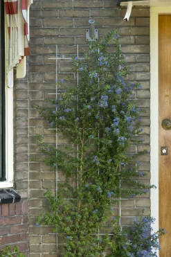 Intratuin Nature Rankgitter Metall kunststoffbeschichtet 150 x 60 cm grün| Rankhilfen|Rankgitter & Spaliere