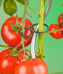 Intratuin Nature Tomatenringe D 65 mm 25 St.| Rankhilfen|Pflanzenstützen