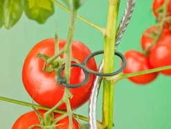 Intratuin Nature Tomatenringe D 65 mm 25 St.| Rankhilfen|Pflanzenstützen