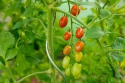 Intratuin Nature Tomatenspiralstab 150 cm| Rankhilfen|Pflanzstäbe