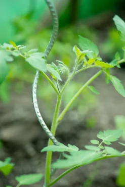 Intratuin Nature Tomatenspiralstab 180 cm| Rankhilfen|Pflanzstäbe