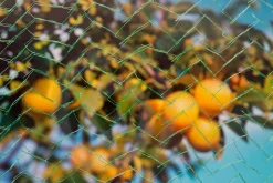 Intratuin Nature Vogelschutznetz Mono Maschenweite 6x6mm 10 x 4m grün| Pflanzenschutz|Schutznetze