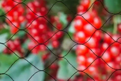 Intratuin Nature Vogelschutznetz Primo Maschenweite 28x28mm 5 x 2m schwarz| Pflanzenschutz|Schutznetze