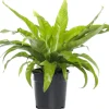 Intratuin Nestfarn (Asplenium antiquum) D 17 H 50 cm| Für Schatten|Luftreinigende Pflanzen