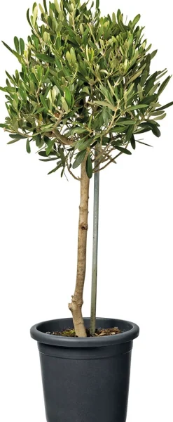 Intratuin Olivenbaum (Olea) D 18 H  cm| Olivenbaum