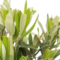 Intratuin Olivenbaum (Olea europaea) D 16 H 50 cm| Immergrüne Pflanzen|Winterharte Pflanzen