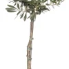 Intratuin Olivenbaum (Olea europaea) D 24 H 110 cm| Olivenbaum