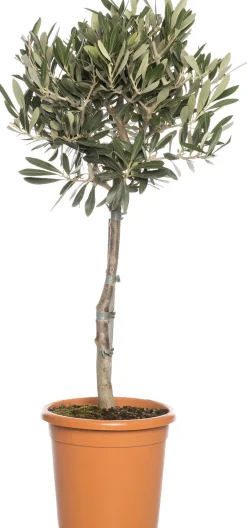 Intratuin Olivenbaum (Olea europaea) D 24 H 110 cm| Olivenbaum