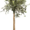 Intratuin Olivenbaum (Olea europaea) D 40 H 100 cm| Olivenbaum