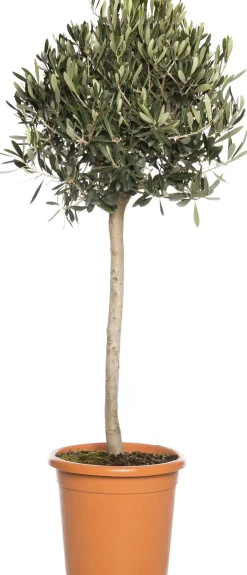 Intratuin Olivenbaum (Olea europaea) D 30 H 120 cm| Olivenbaum