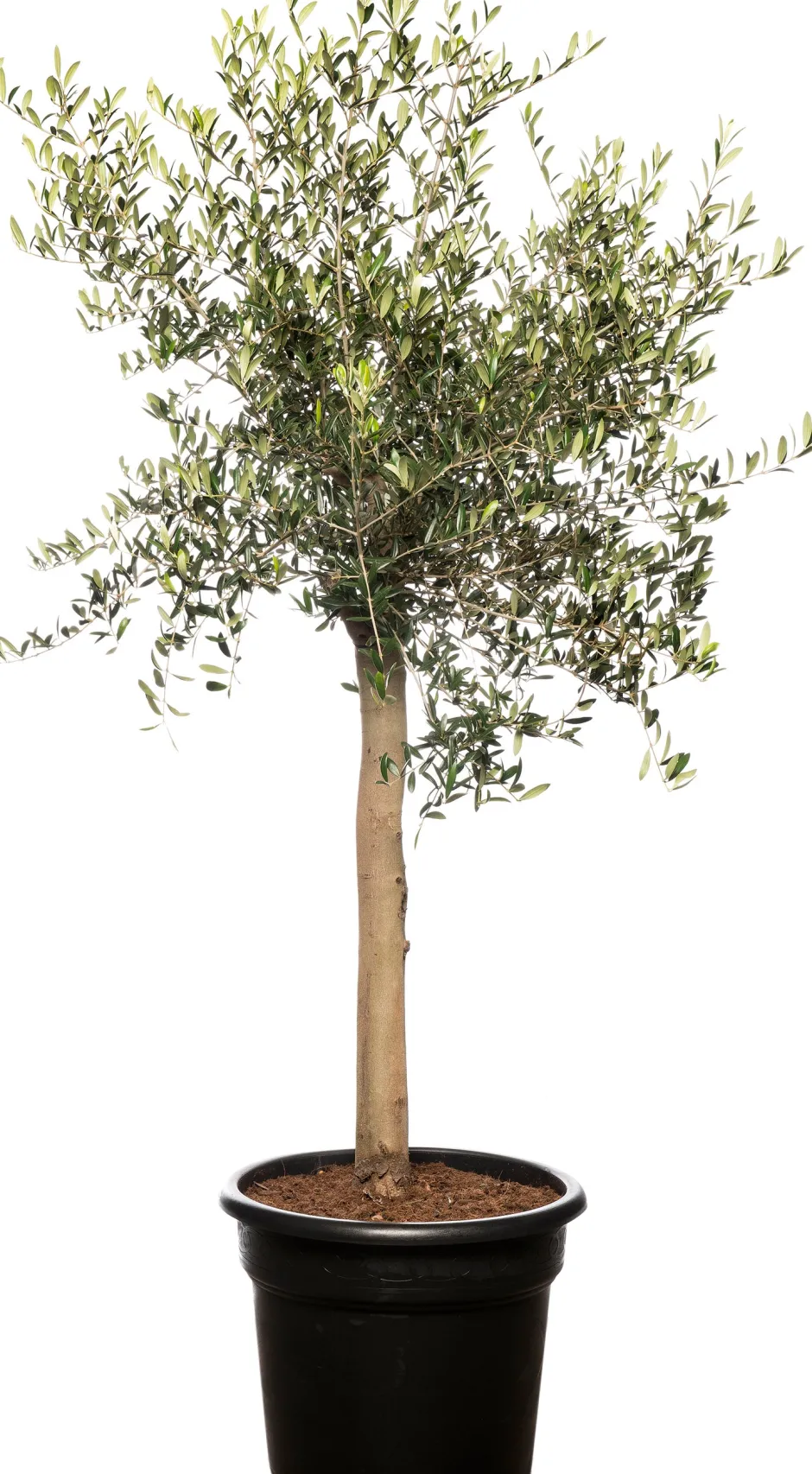 Intratuin Olivenbaum (Olea europaea) D 35 H 140 cm| Immergrüne Pflanzen|Olivenbaum