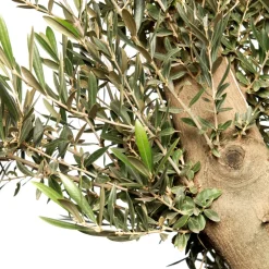 Intratuin Olivenbaum (Olea europaea) D 35 H 140 cm| Immergrüne Pflanzen|Olivenbaum