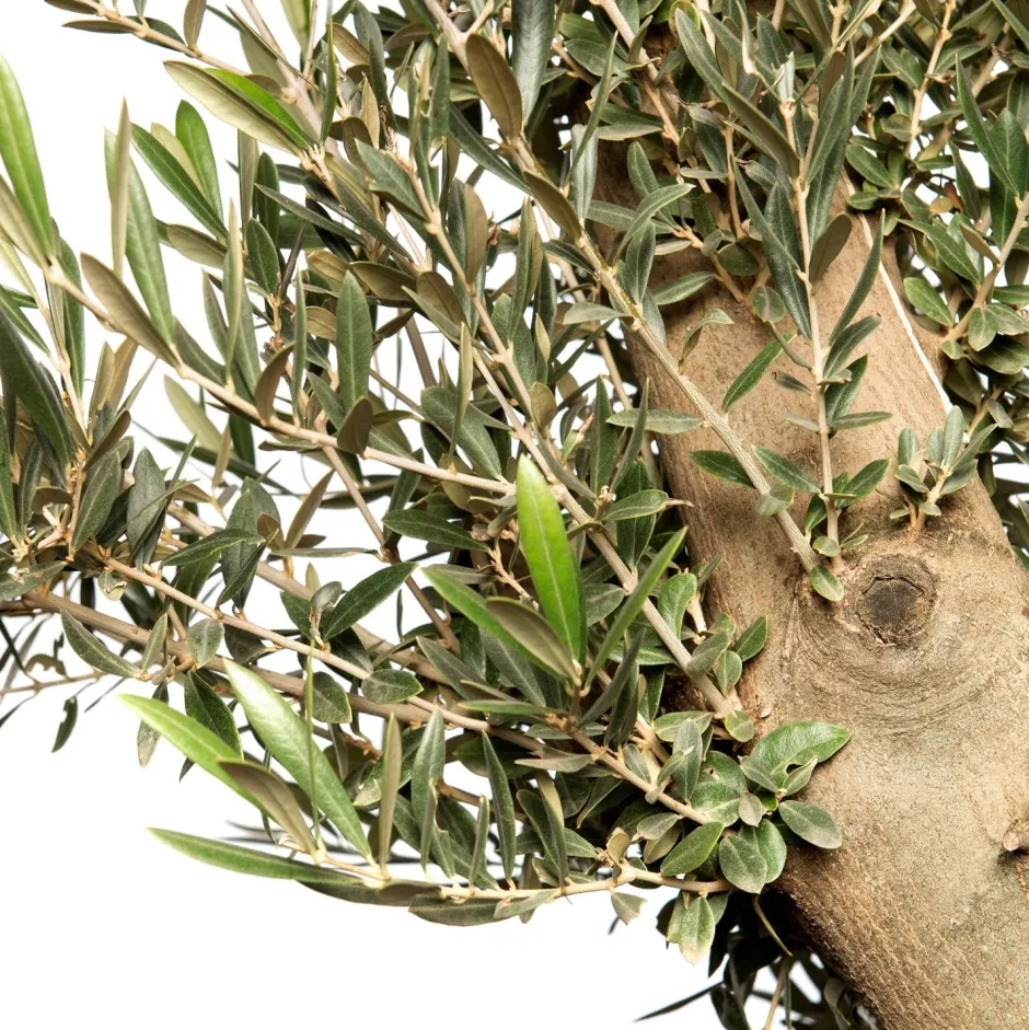 Intratuin Olivenbaum (Olea europaea) D 35 H 140 cm| Immergrüne Pflanzen|Olivenbaum