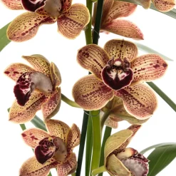 Intratuin Orchidee (Cymbidium braun 3-4 Zweige) D 14 H 80 cm| Blühende Zimmerpflanzen|Orchideen