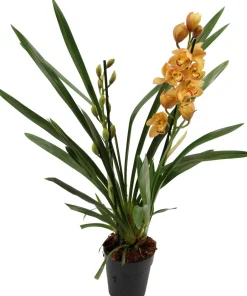 Intratuin Orchidee (Cymbidium) orange D 14 H 85 cm| Blühende Zimmerpflanzen|Orchideen
