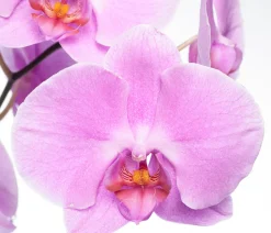 Intratuin Orchidee (Phalaenopsis) rosa D 12 cm H 55 cm| Blühende Zimmerpflanzen|Orchideen