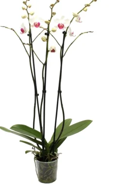 Intratuin Orchidee (Phalaenopsis) weiß D 12 H 55 cm| Blühende Zimmerpflanzen|Orchideen