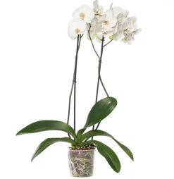 Intratuin Orchidee (Phalaenopsis) weiß D 12 cm H 55 cm| Blühende Zimmerpflanzen|Orchideen
