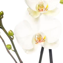 Intratuin Orchidee (Phalaenopsis) weiß D 12 cm H 55 cm| Blühende Zimmerpflanzen|Orchideen