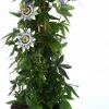 Intratuin Passionsblume (Passiflora caerulea) D 19 H 65 cm| Blühende Pflanzen|Kletterpflanzen